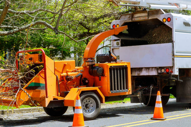 How Our Tree Care Process Works  in Lincoln Park, NJ